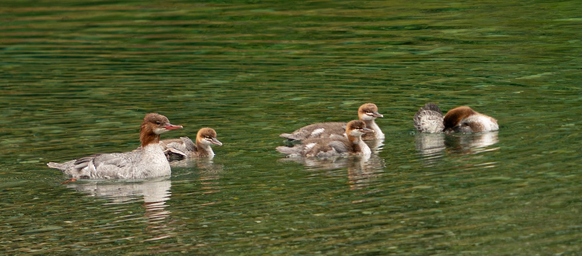 Common Merganser - Art Webster