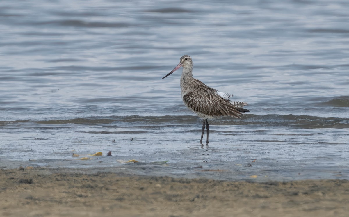 Bar-tailed Godwit - ML609007388