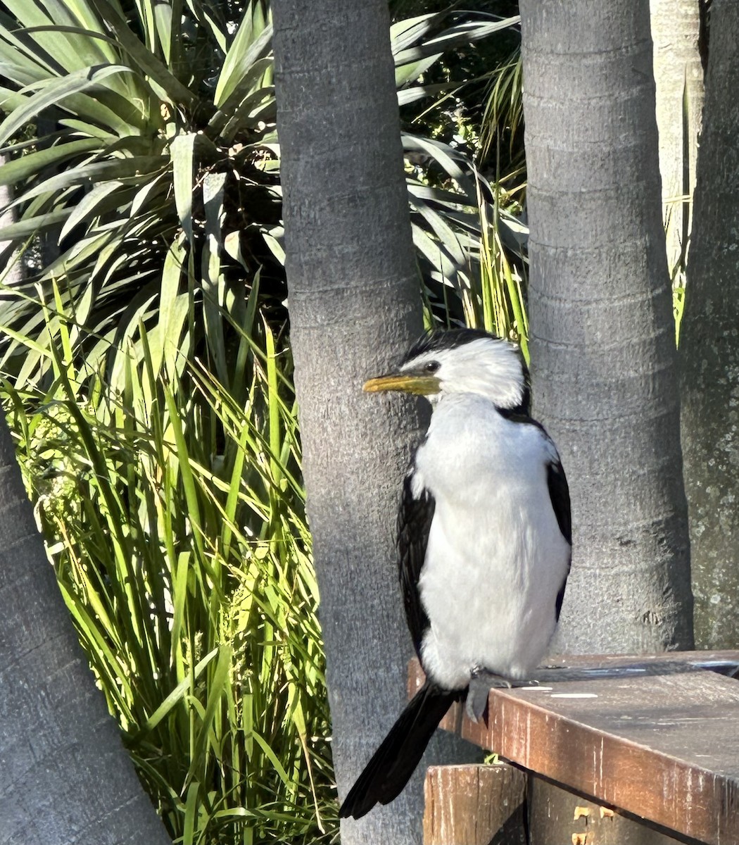 Little Pied Cormorant - ML609007398