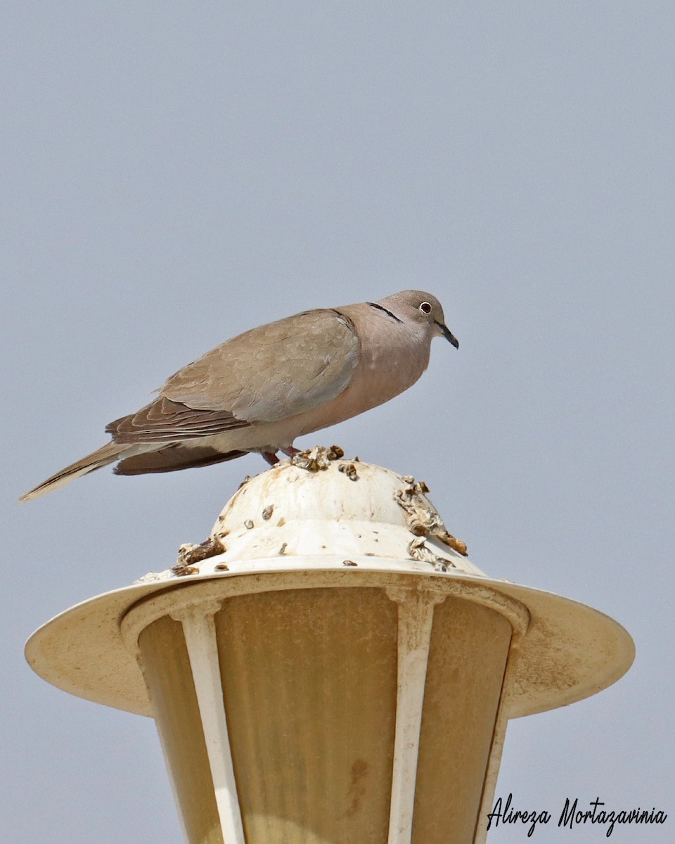 Eurasian Collared-Dove - ML609007405