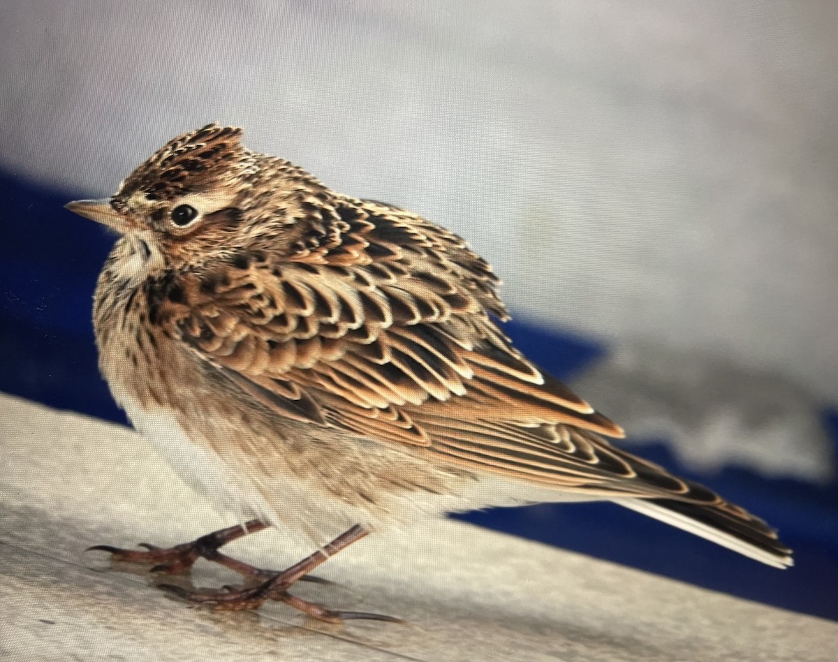 Eurasian Skylark - ML609007459