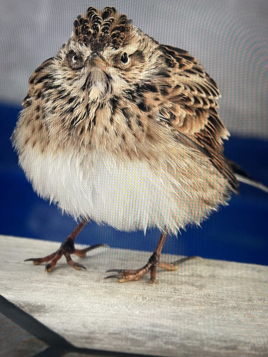 Eurasian Skylark - Barbara DeWitt