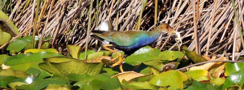 Purple Gallinule - ML609007514