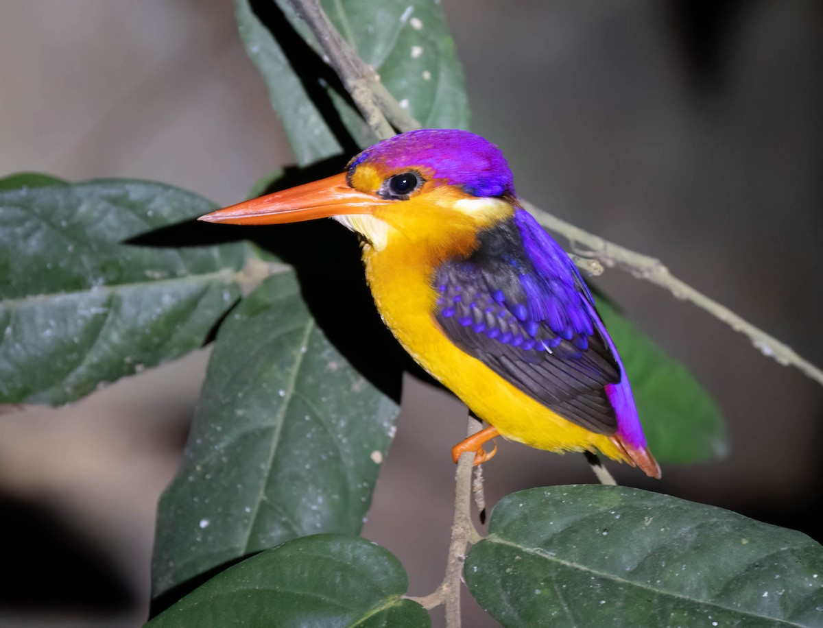 Black-backed Dwarf-Kingfisher - Prabhakar T P