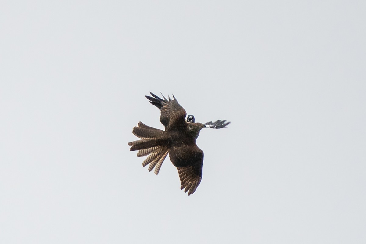 Brown Goshawk - ML609007548