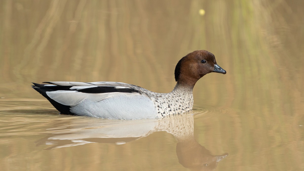 Canard à crinière - ML609007552