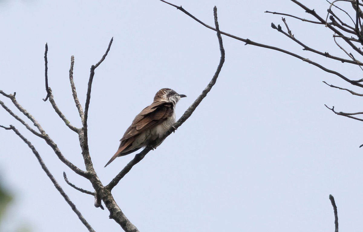 Banded Bay Cuckoo - ML609007579