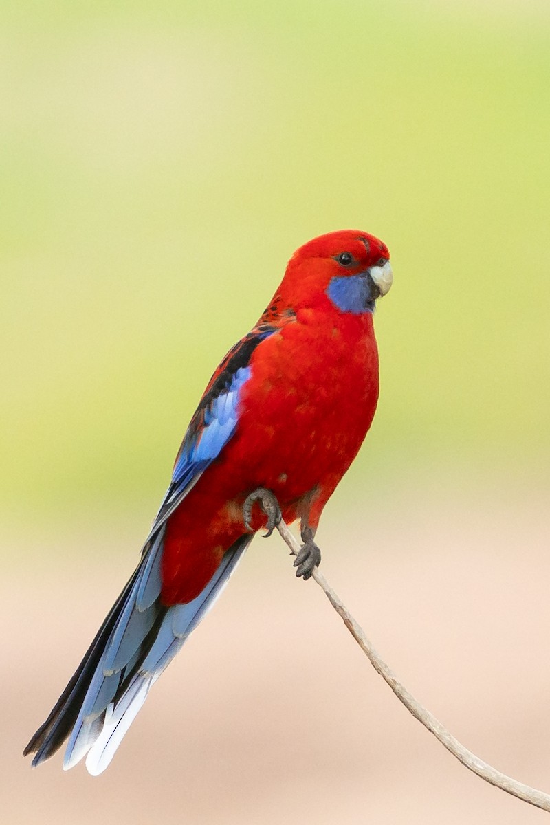 Crimson Rosella - ML609007599