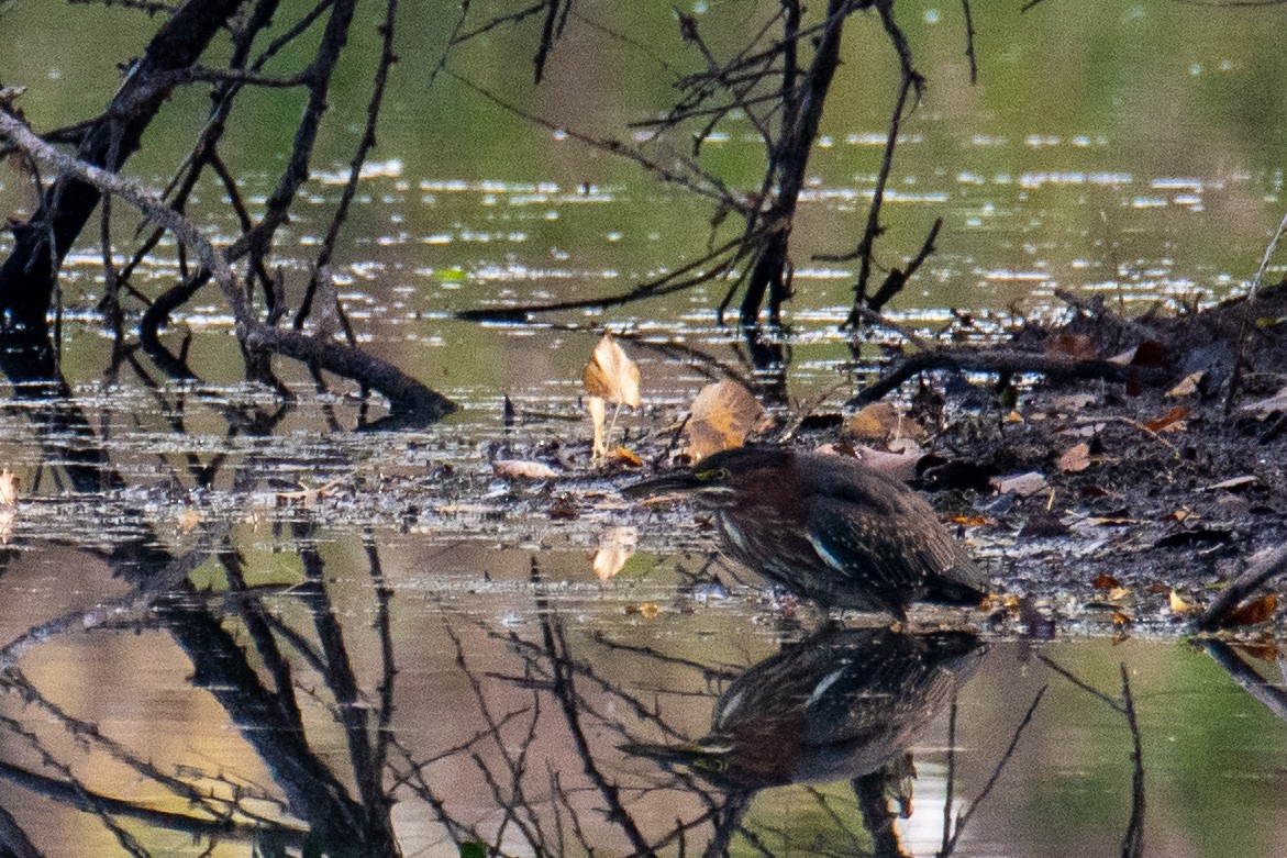 Green Heron - ML609007634