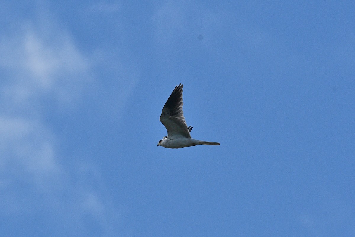 White-tailed Kite - ML609007680