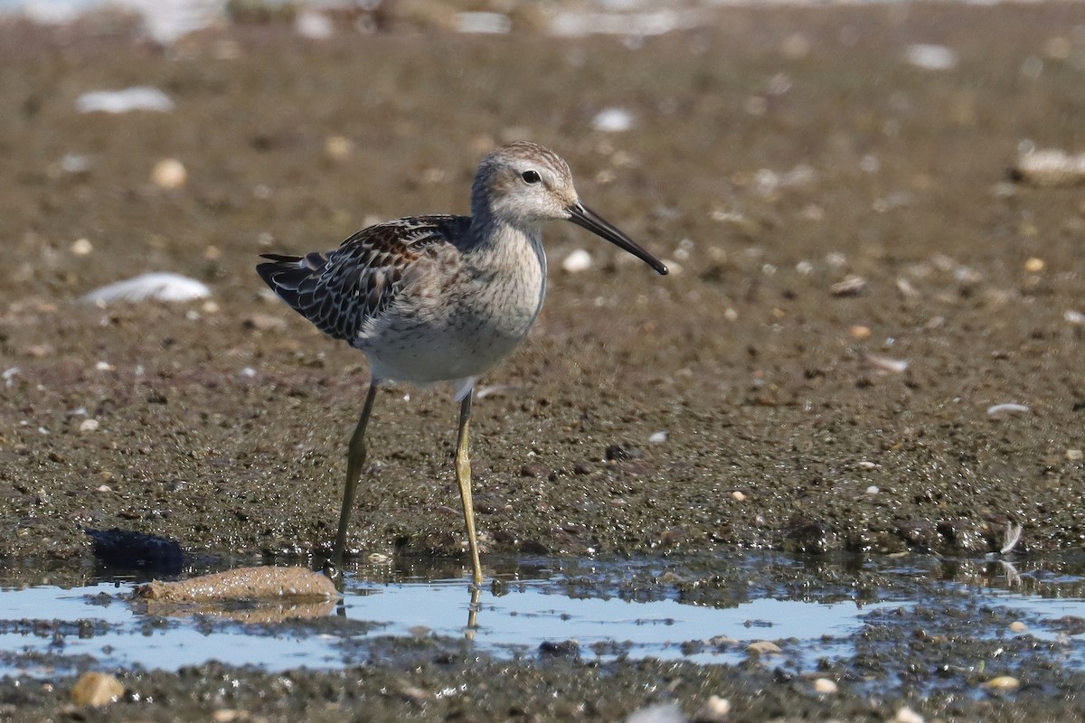 Bindenstrandläufer - ML609007903