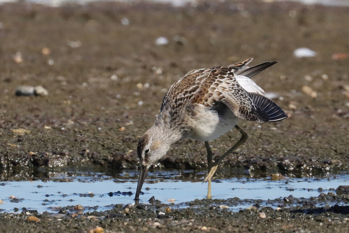 Stilt Sandpiper - Brenda Bull