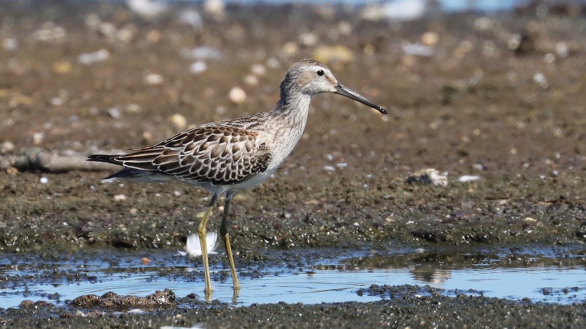 Bindenstrandläufer - ML609007905