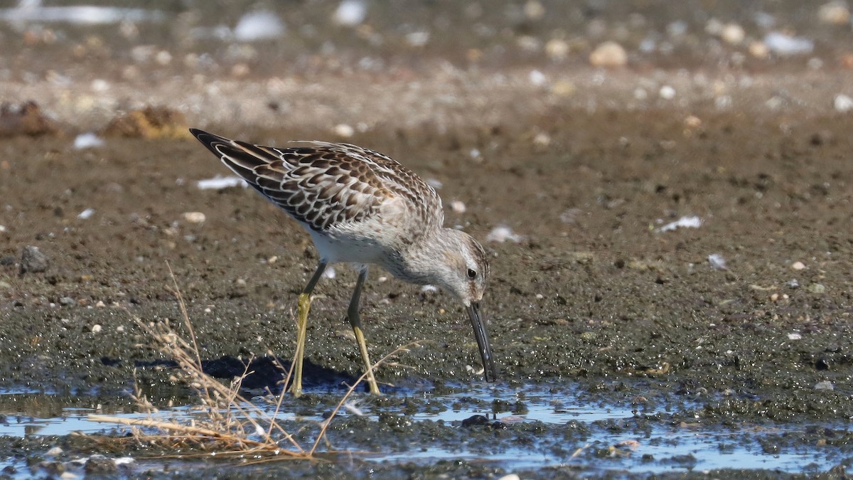 Bindenstrandläufer - ML609007907