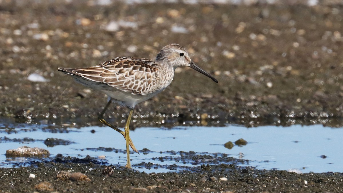 Stilt Sandpiper - Brenda Bull