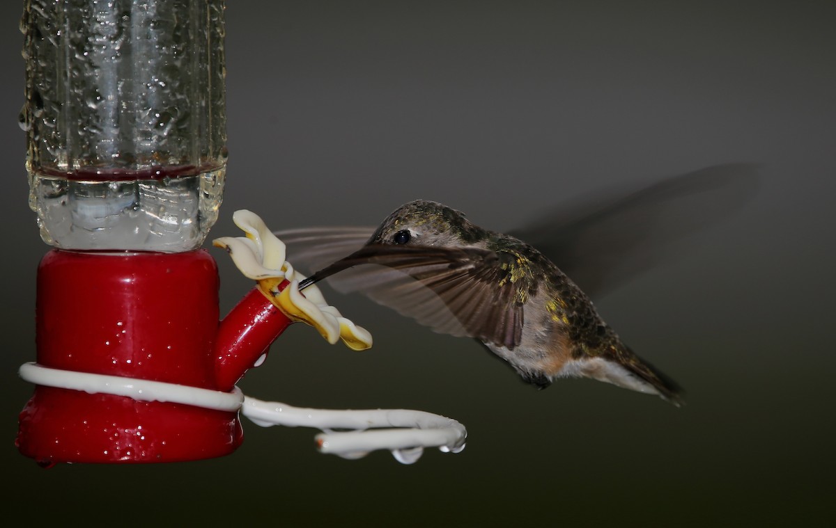 Ruby-throated Hummingbird - Yves Dugré