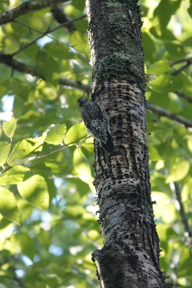 Yellow-bellied Sapsucker - ML609008028