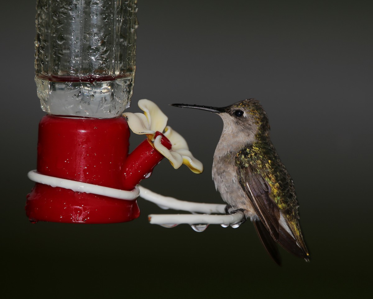 Ruby-throated Hummingbird - Yves Dugré
