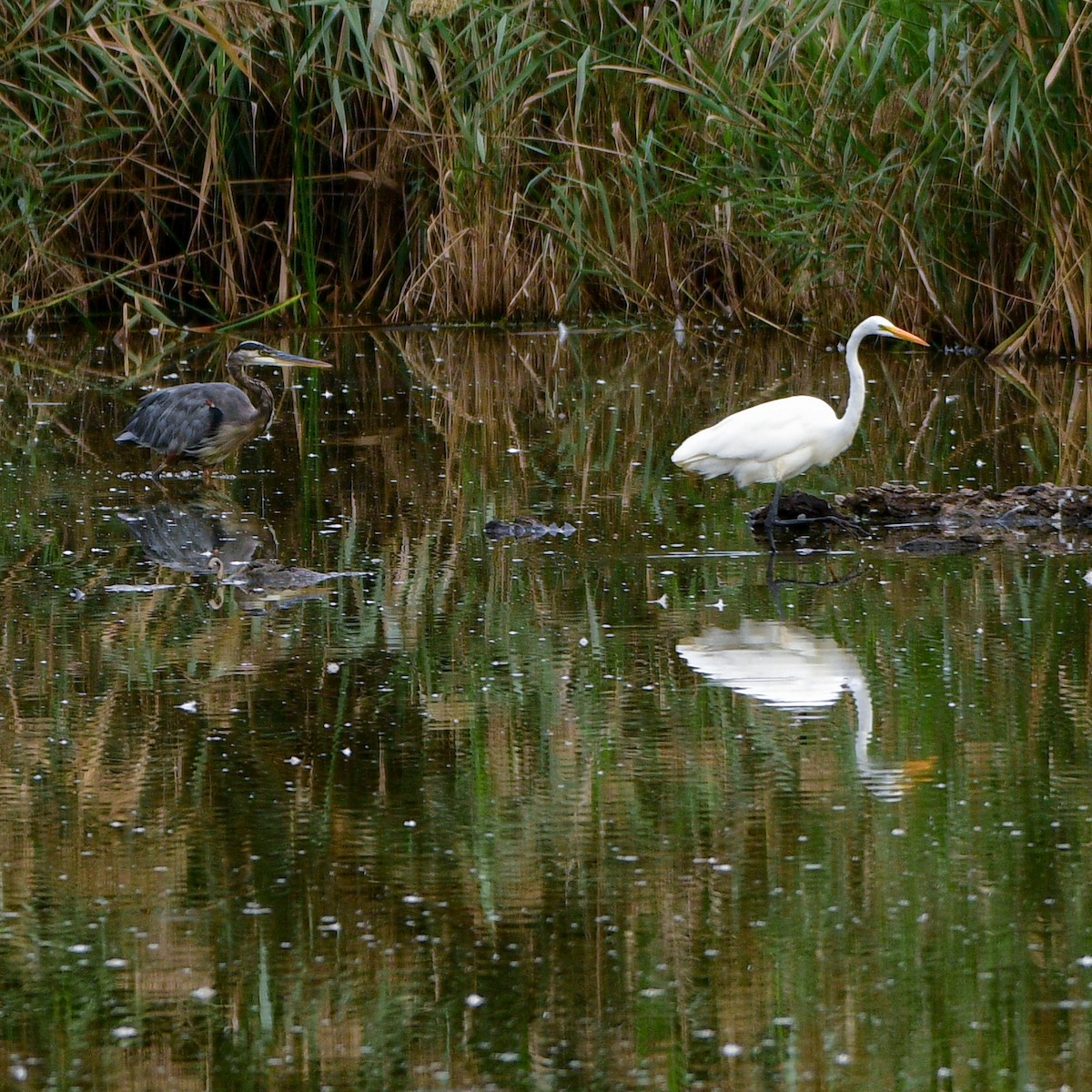 Great Egret - ML609008071