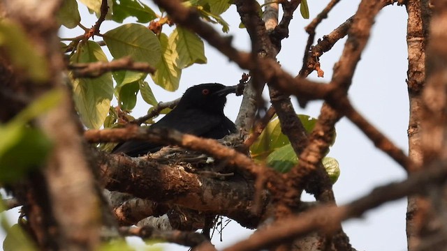 Çatal Kuyruklu Drongo - ML609008216