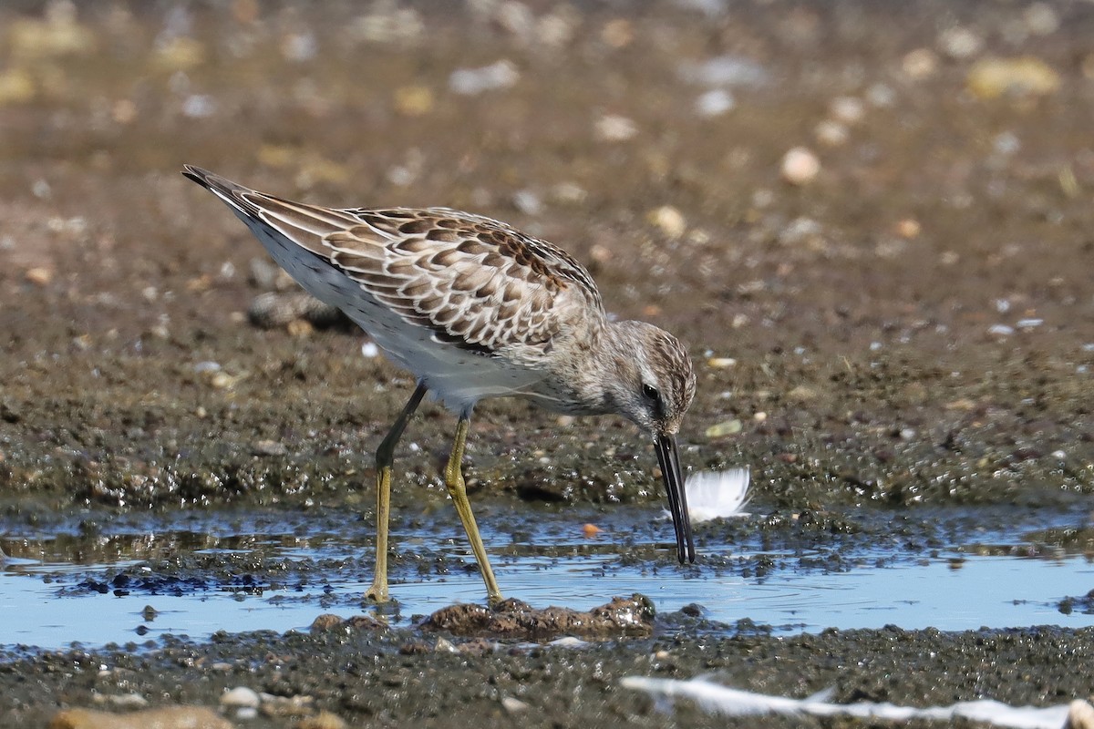 Stilt Sandpiper - ML609008309