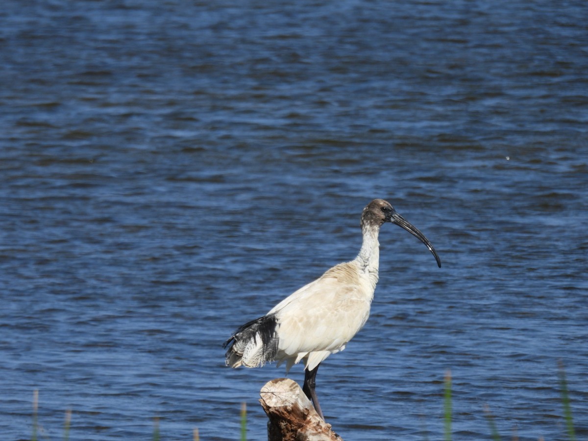 ibis australský - ML609008335