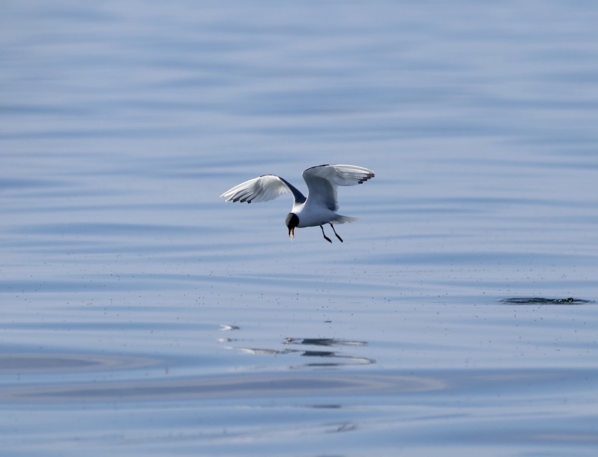 Mouette de Sabine - ML609008337