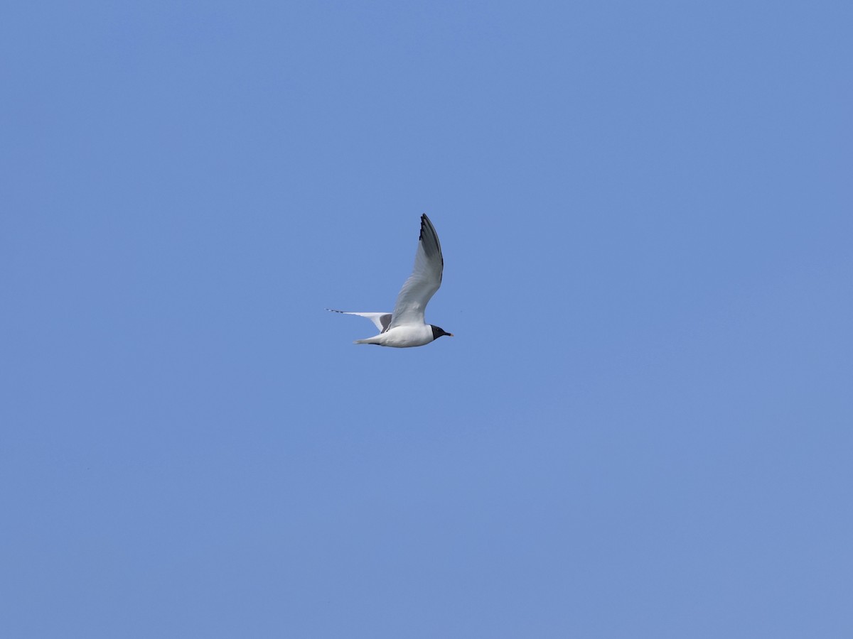 Mouette de Sabine - ML609008338