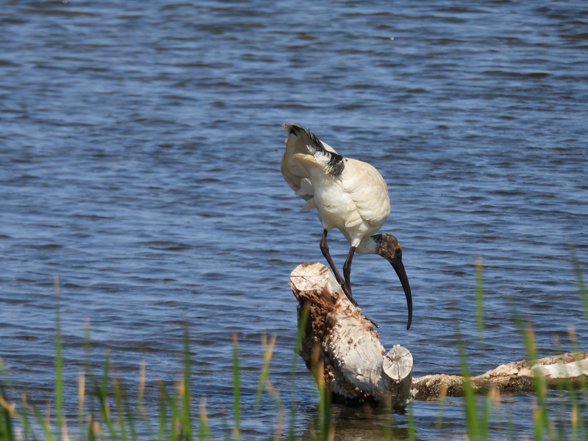 Ibis à cou noir - ML609008341