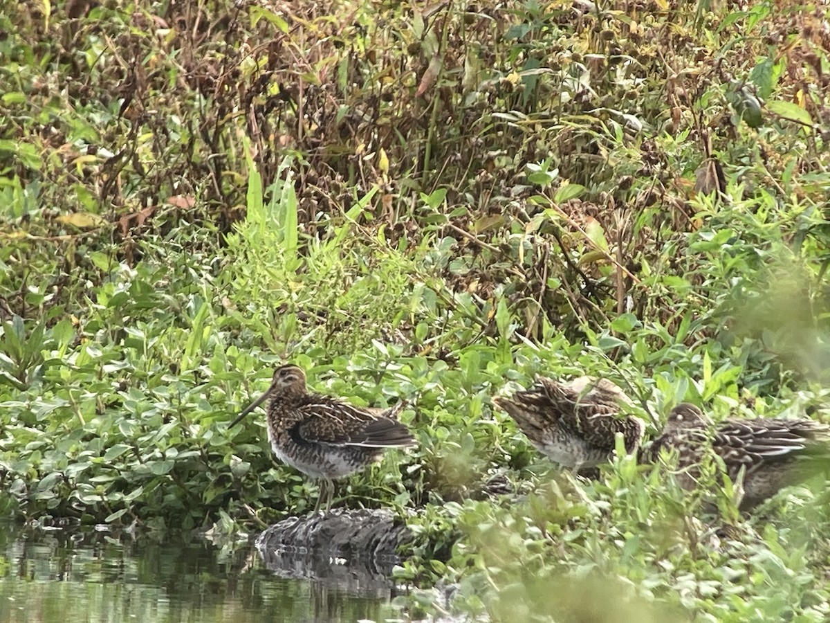 Common Snipe - ML609008357