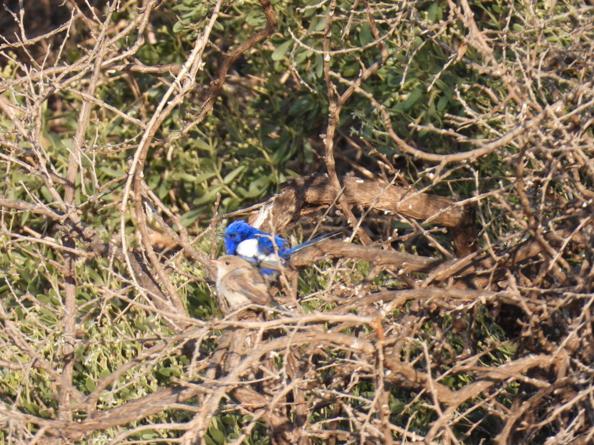 White-winged Fairywren - Helen Erskine-Behr