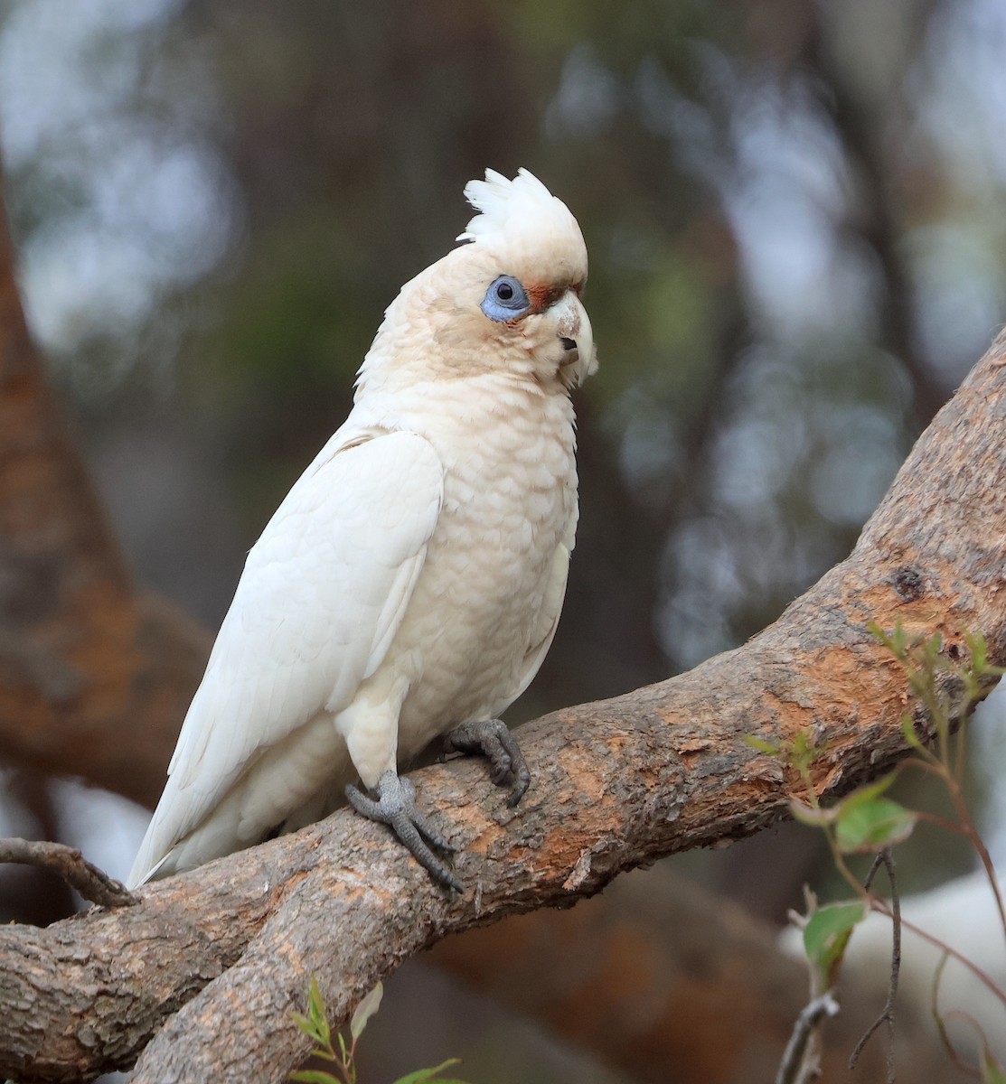 Western Corella - ML609008360