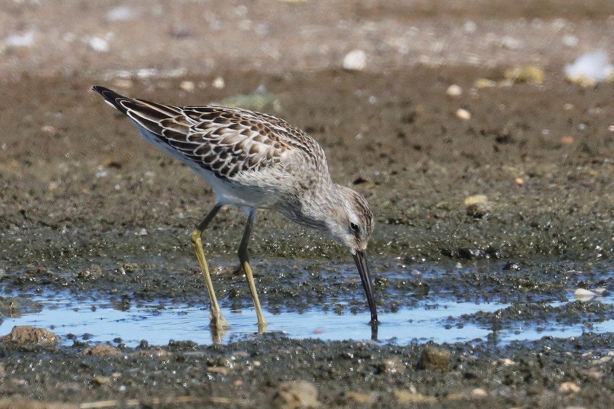 Stilt Sandpiper - ML609008425