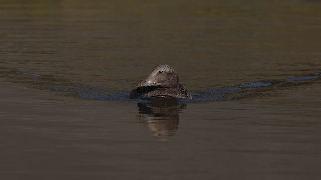 Common Eider - ML609008530