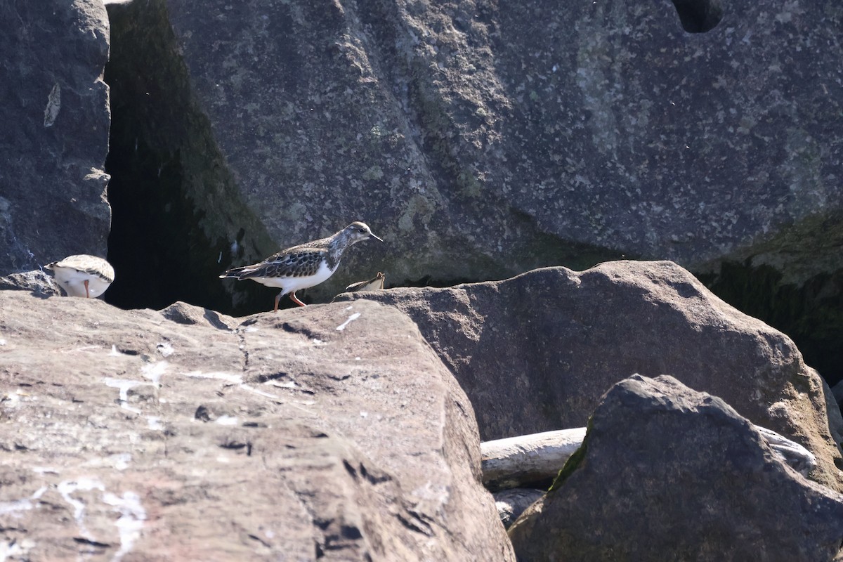 Ruddy Turnstone - ML609008532