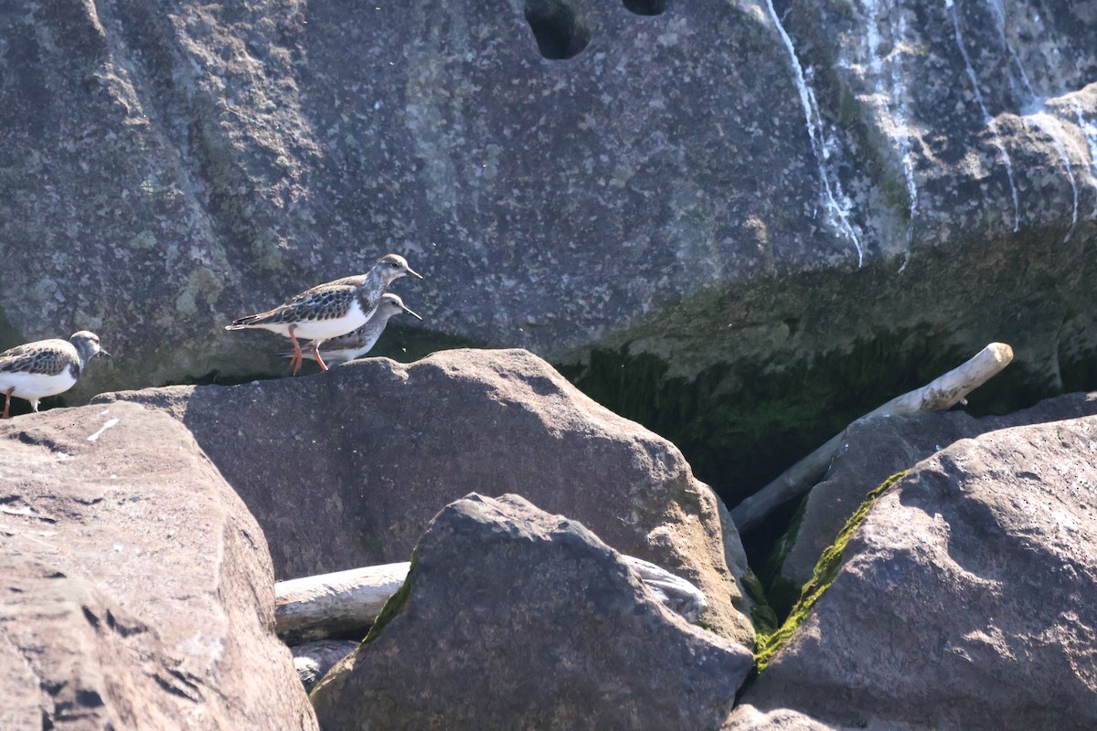 White-rumped Sandpiper - ML609008545