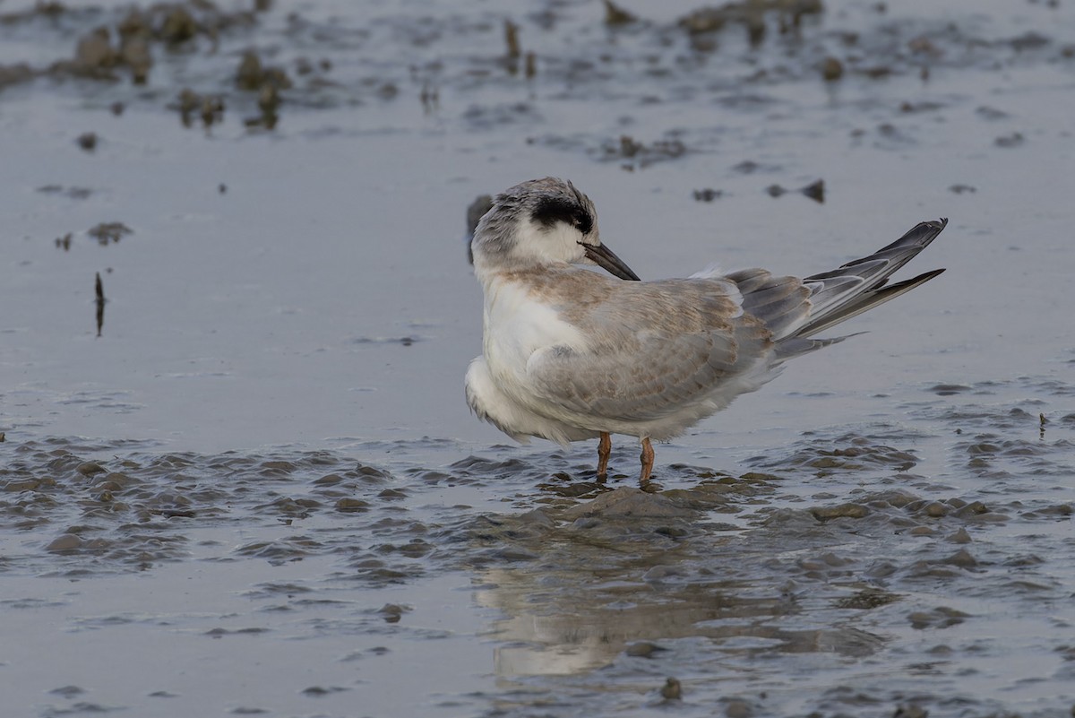 Forster's Tern - ML609008554