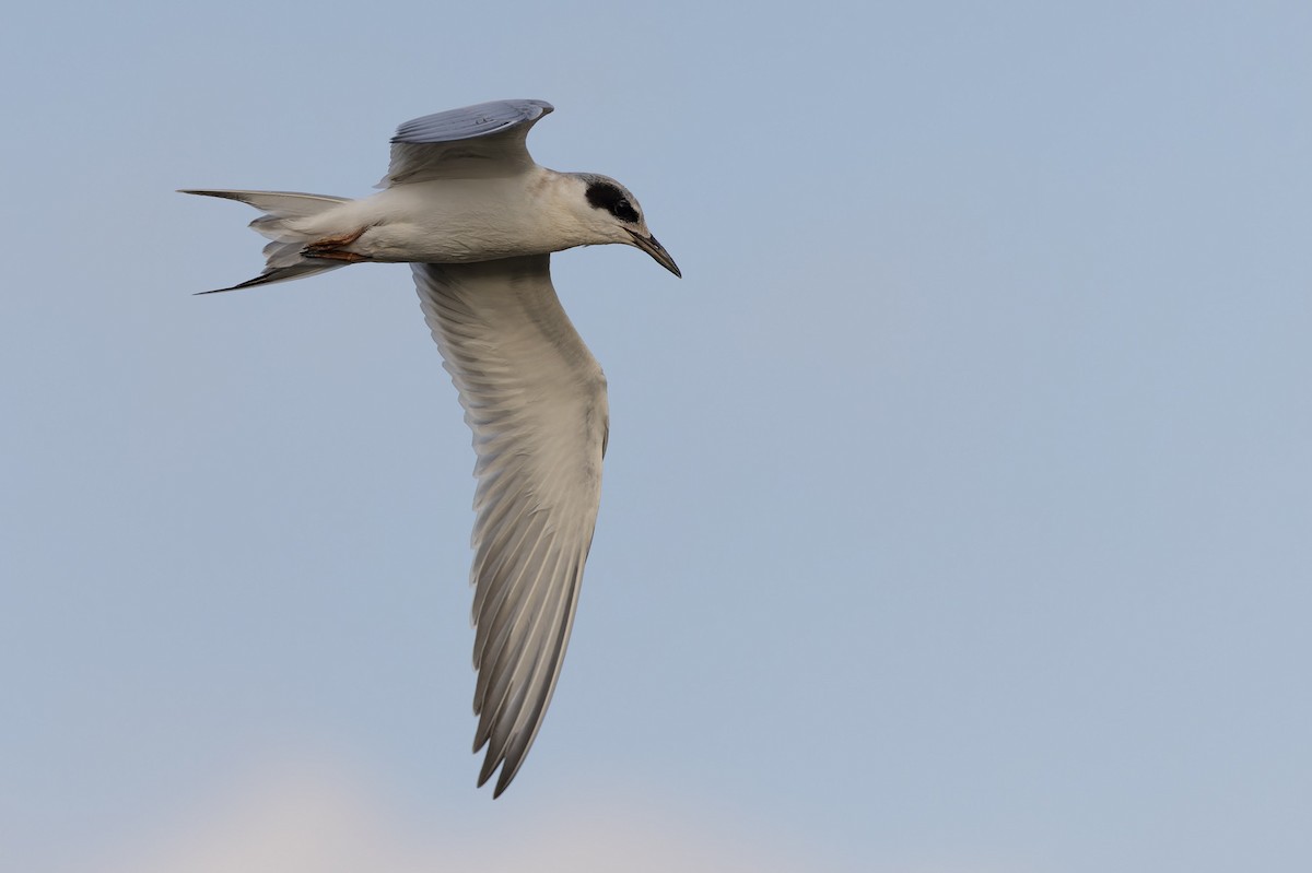 Forster's Tern - ML609008555