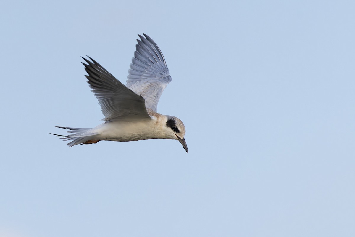 Forster's Tern - ML609008557