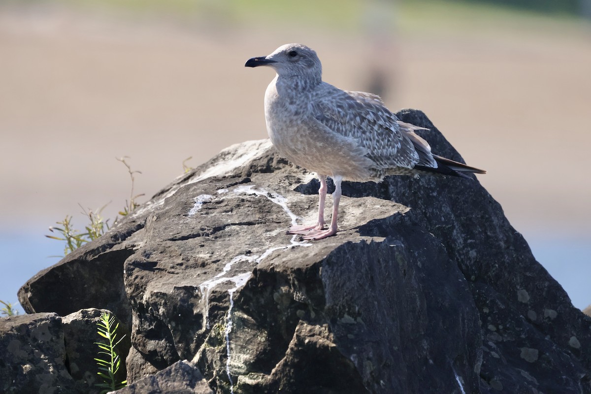 American Herring Gull - ML609008572