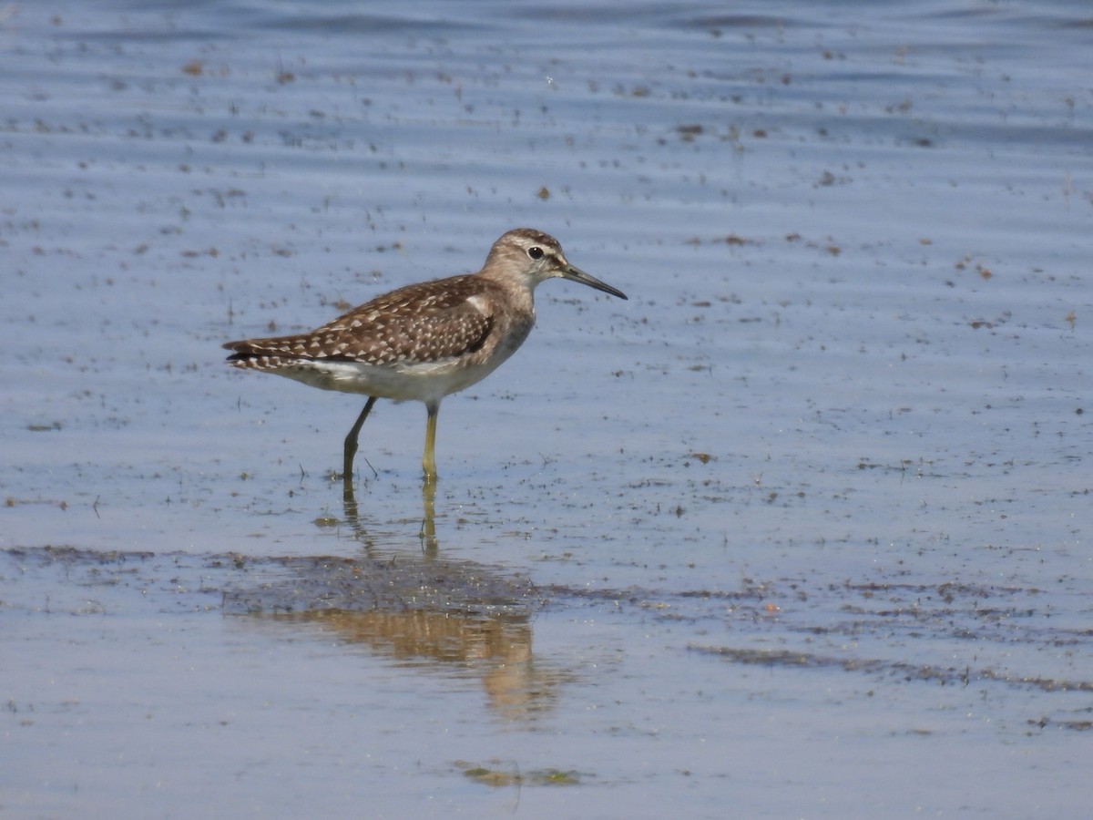 Wood Sandpiper - Helen Erskine-Behr