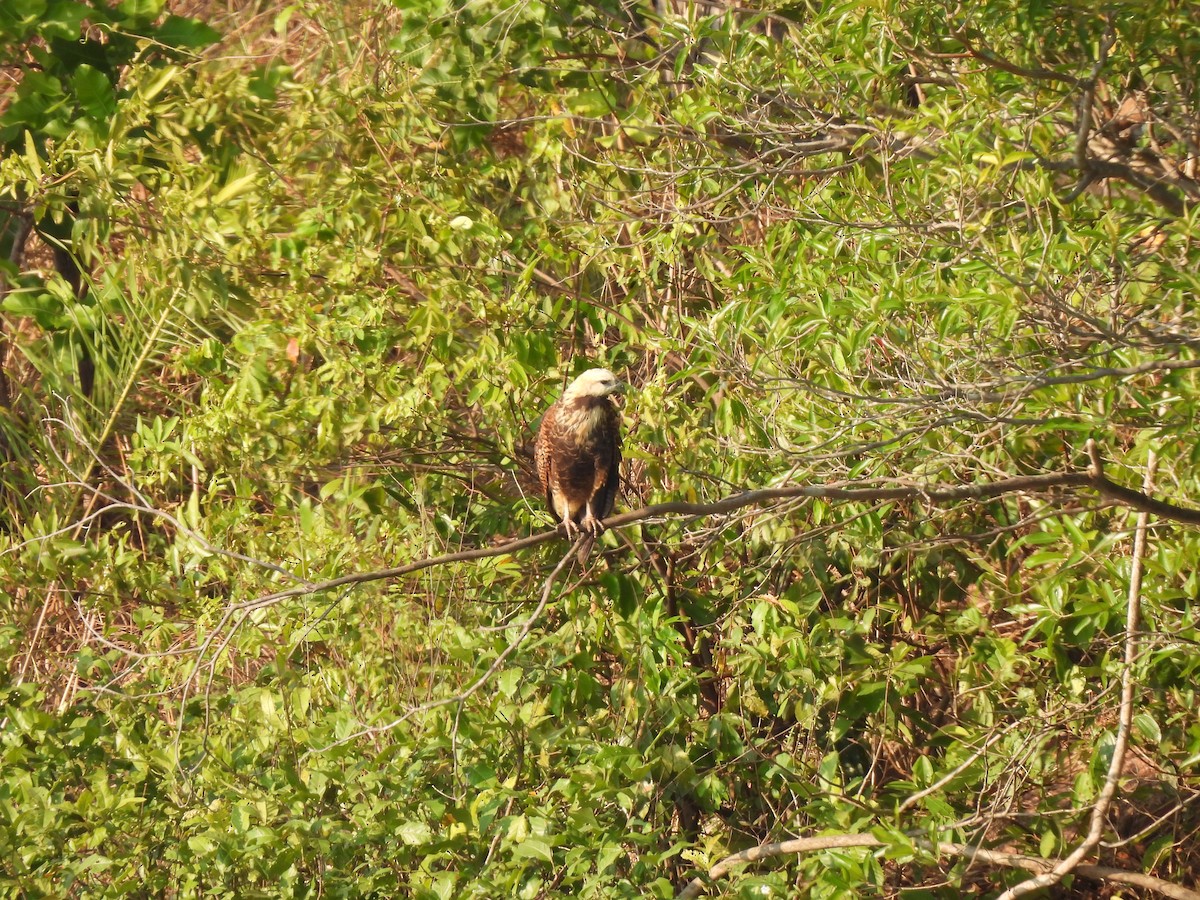 Black-collared Hawk - ML609008634