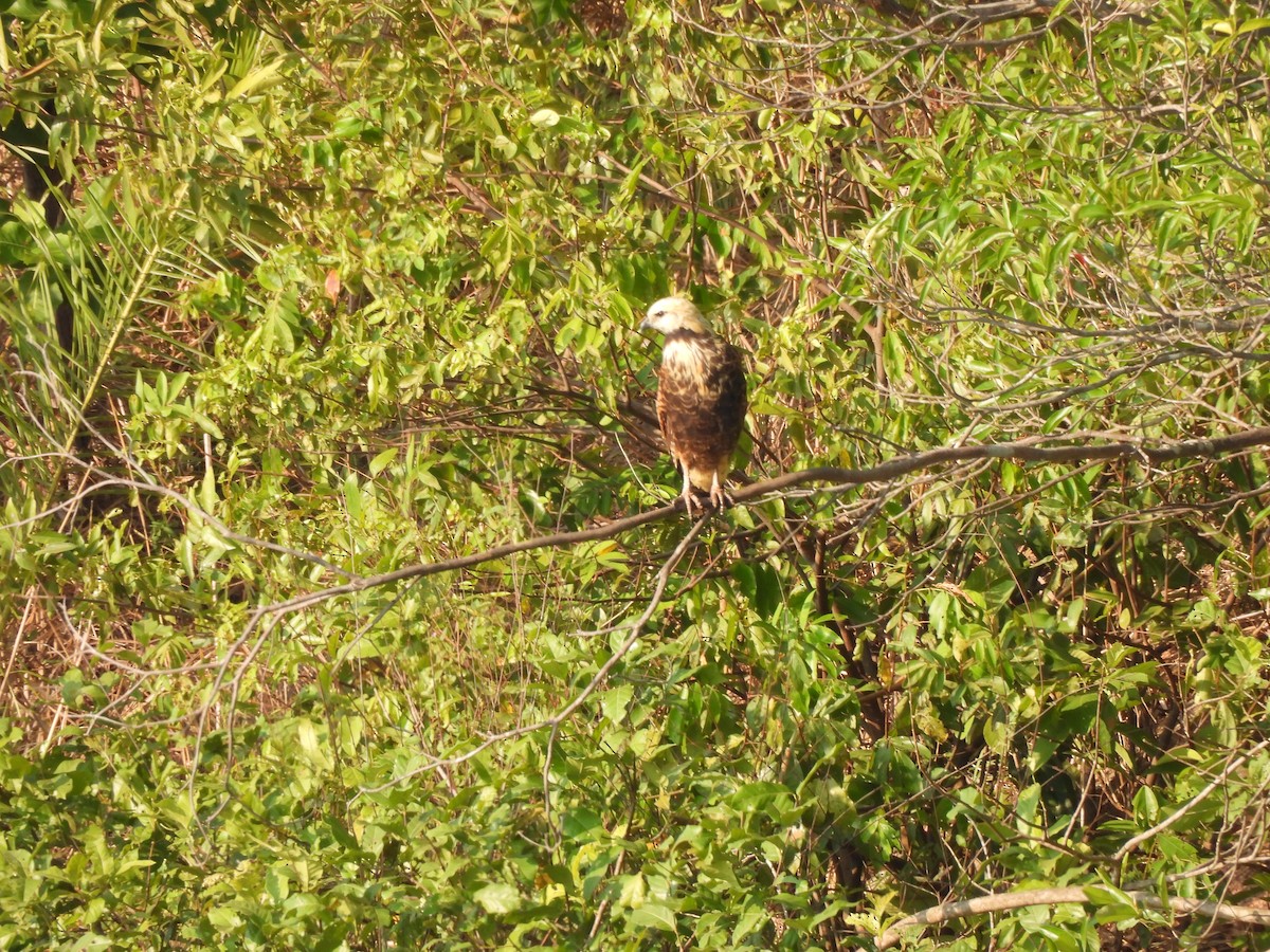 Black-collared Hawk - ML609008635