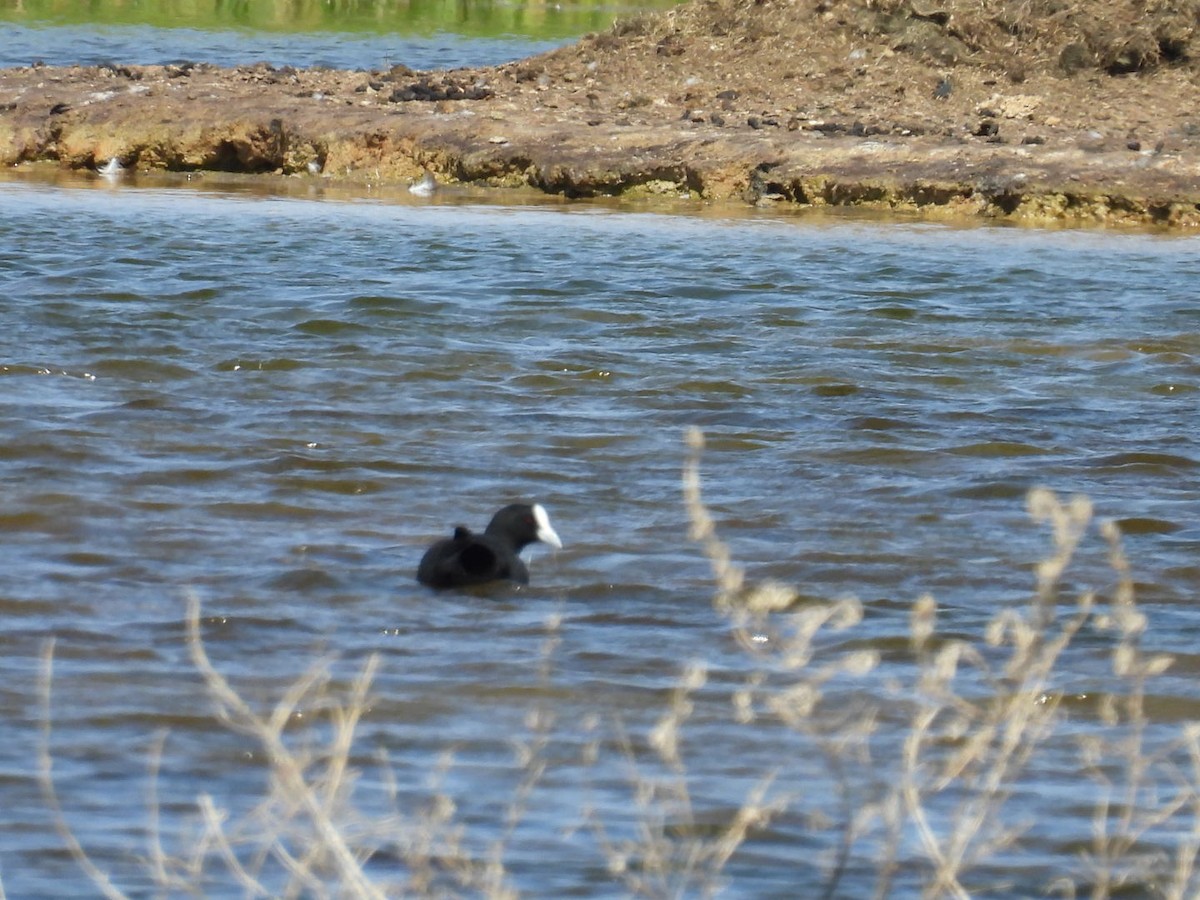 Eurasian Coot - ML609008637