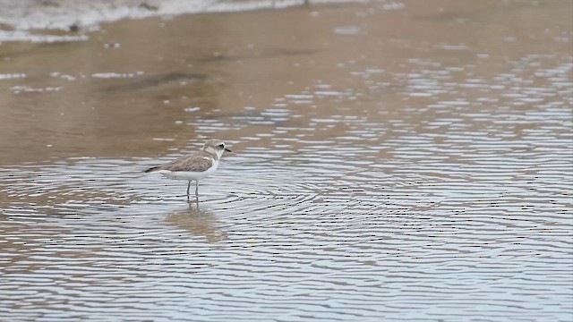 Javan Plover - ML609008643