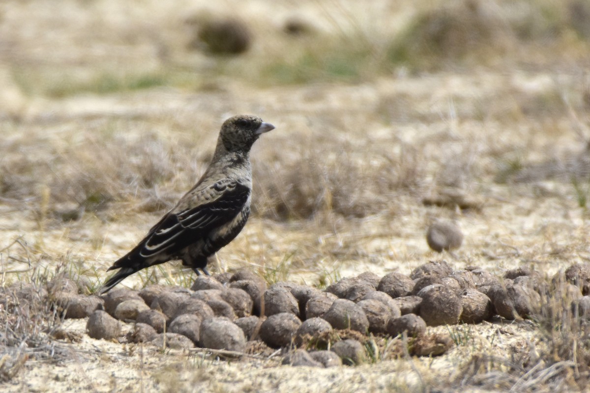 Black Lark - Kudaibergen Amirekul