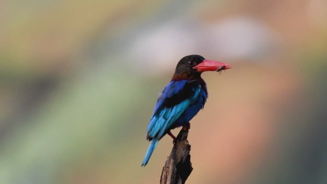 美！ジャワショウビン（Javan kingfisher）骨格標本 ☆即納☆ 美！ジャワショウビン（Javan kingfisher）骨格標本