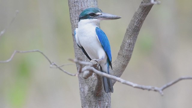 Collared Kingfisher - ML609008669