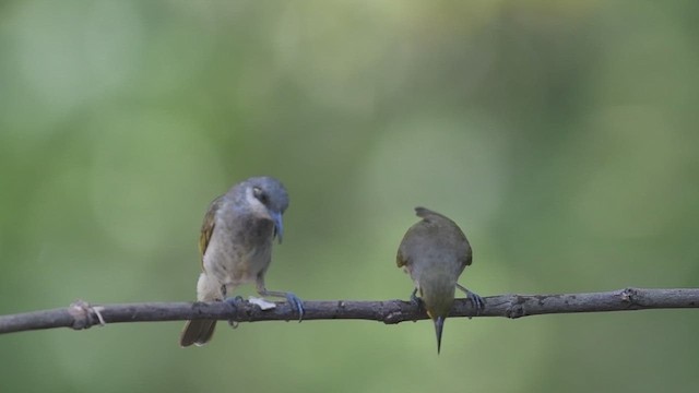 Brown Honeyeater - ML609008687