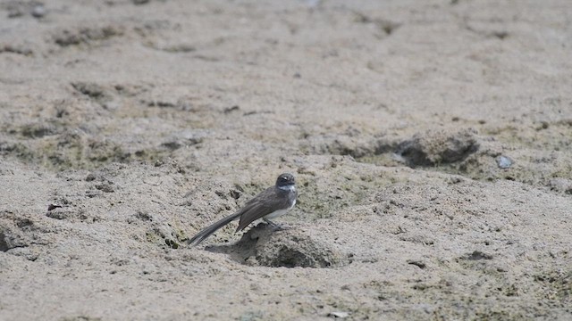 Ошейниковая веерохвостка - ML609008693